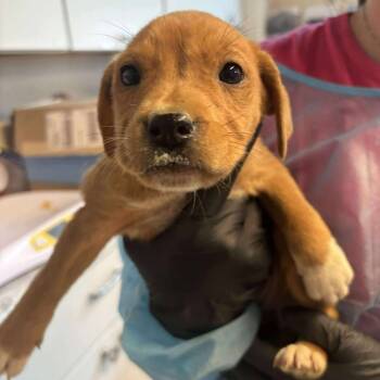 Rescue Mixed Breed Dogs for Adoption in Huntington, West Virginia - Carrie | PetCurious