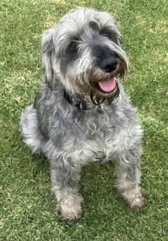 ADELA -  Miniature Schnauzer Dog for Adoption in Bell Gardens, California - ADELA | PetCurious