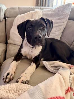 Labrador Retriever and American Staffordshire Terrier Dogs Available for Adoption in Muskego, Wisconsin - Twinkle The Super Friendly Girl! | PetCurious