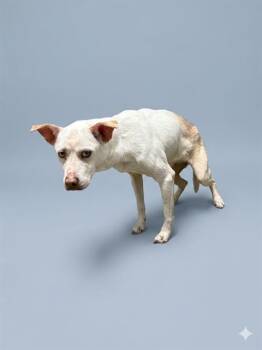 Mixed Breed Dogs Available for Adoption in Jacksonville, Florida - GALA APPLE | PetCurious