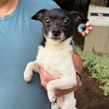 Degie -  Chihuahua Dog for Adoption in Chester Springs, Pennsylvania - Degie | PetCurious