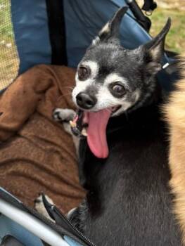 Chihuahua Dogs Available for Adoption in Mt. Juliet, Tennessee - Timmy | PetCurious