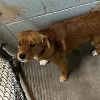 Rescue Chihuahua Dogs for Adoption in Saint Joseph, Missouri - Wicker | PetCurious