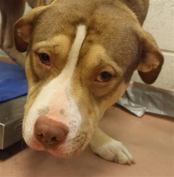 Rescue Mixed Breed Dogs for Adoption in Columbia, South Carolina - BENJI | PetCurious