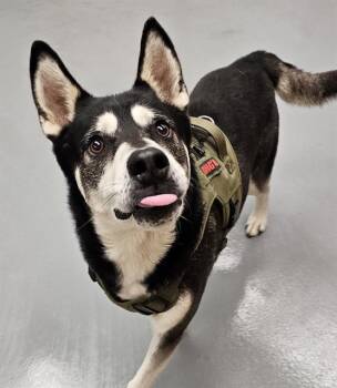 Hugo -  Alaskan Malamute Dog Available for Adoption in Phoenix, Oregon - Hugo | PetCurious