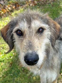 Rescue Mixed Breed Dogs for Adoption in Morristown, New Jersey - Andre | PetCurious