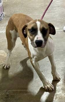 Rescue Mixed Breed Dogs for Adoption in Columbia, Louisiana - Bruiser | PetCurious