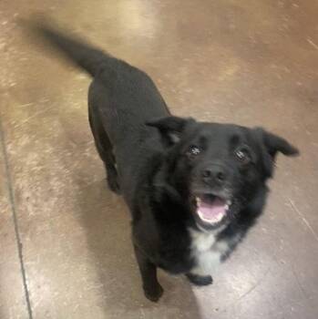 Nubian -  Mixed Breed Dog for Adoption in Cincinnati, Ohio - Nubian | PetCurious