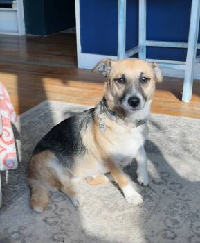 Rescue Jack Russell Terrier Dogs for Adoption in Kimberlin Heights, Tennessee - Francine | PetCurious