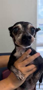 Chihuahua Dogs Available for Adoption in Doral, Florida - GRACY | PetCurious