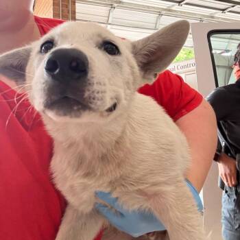 Kyro -  Great Pyrenees and Mixed Breed Dog for Adoption in Birmingham, Alabama - Kyro | PetCurious