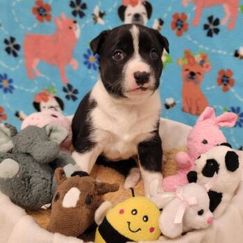 Mixed Breed Dogs Available for Adoption in Alpine, Texas - Croissant | PetCurious