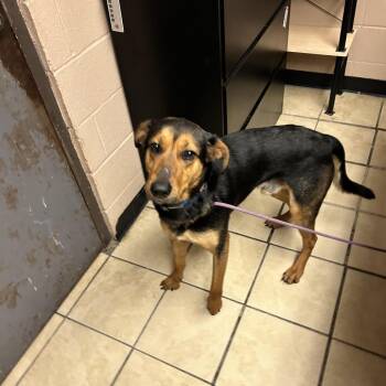 Hound Dogs Available for Adoption - Hank | PetCurious