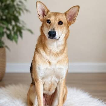 Carolina Dog and German Shepherd Dog Dogs Available for Adoption in Houston, Texas - Lilly Bell  | PetCurious