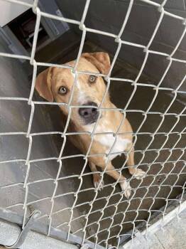 Rescue Mixed Breed Dogs for Adoption in Calhoun, Kentucky - Cheerio | PetCurious