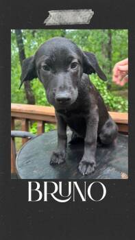 Rescue Labrador Retriever Dogs for Adoption in Rome, Georgia - Bruno | PetCurious