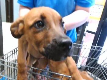 OLLIE -  Labrador Retriever and Mixed Breed Dog for Adoption in Tulsa, Oklahoma - OLLIE | PetCurious