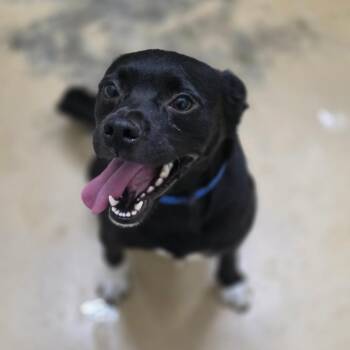 Armando - Costa Mesa Location -  Terrier and Shepherd Dog for Adoption in Chino Hills, California - Armando - Costa Mesa Location | PetCurious