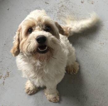 Hayden -  Cocker Spaniel and Poodle Dog for Adoption in Greencastle, Indiana - Hayden | PetCurious