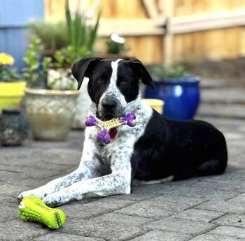 Plott Hound and Australian Cattle Dog Blue Heeler Dogs Available for Adoption in Kirkland, Washington - Tito - Training Graduate Looking For Forever Home! | PetCurious