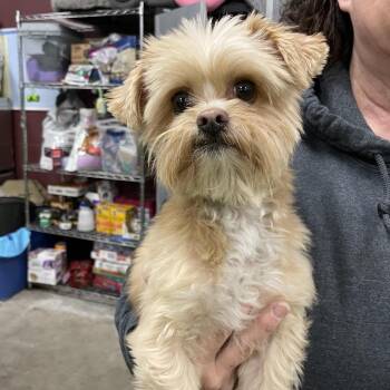 Shih Tzu and Mixed Breed Dogs Available for Adoption in Spokane, Washington - Duke | PetCurious