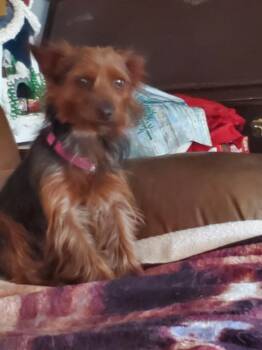 Lucy -  Yorkshire Terrier Dog for Adoption in Greeley, Colorado - Lucy | PetCurious