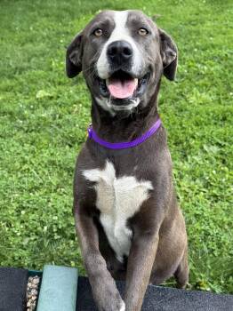 Halo -  Pit Bull Terrier Dog for Adoption in Anderson, Indiana - Halo | PetCurious