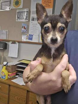 Rescue Chihuahua Dogs for Adoption in New Berlin, Wisconsin - INDIE   $425 | PetCurious