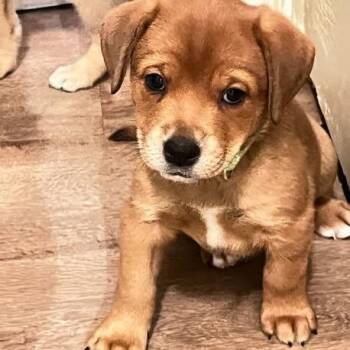 Locke -  Terrier and Mixed Breed Dog for Adoption in Calgary, Alberta - Locke | PetCurious
