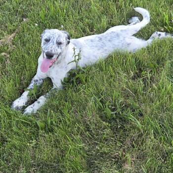Bluey -  German Shepherd Dog and Golden Retriever Dog for Adoption in Muncie, Indiana - Bluey | PetCurious