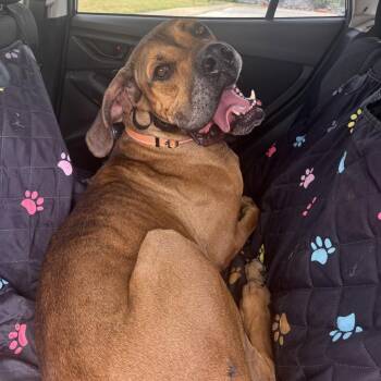 Arlo -  Great Dane and Mixed Breed Dog for Adoption in Fayetteville, Arkansas - Arlo | PetCurious