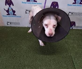 SNOWBALL -  Pit Bull Terrier and Pointer Dog for Adoption in Orlando, Florida - SNOWBALL | PetCurious
