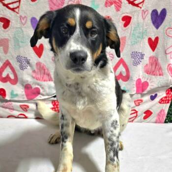 Mixed Breed Dogs Available for Adoption - Mr. Goodbar | PetCurious