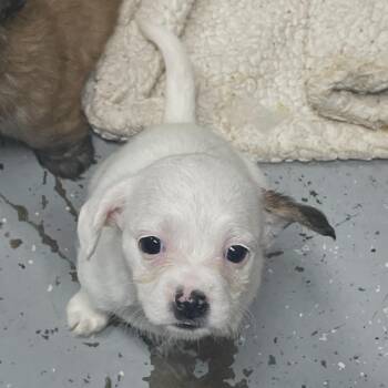 Maltese Dogs Available for Adoption in Marshall, Texas - Cookie | PetCurious