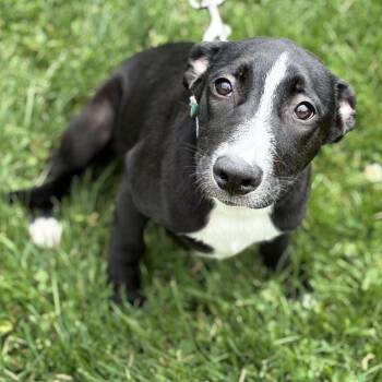 Sizzling Cinnamon -  Black Labrador Retriever and Border Collie Dog for Adoption in South Elgin, Illinois - Sizzling Cinnamon | PetCurious
