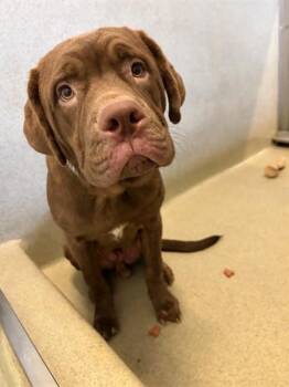 A781007 -  Labrador Retriever and Mixed Breed Dog for Adoption in Rancho Cucamonga, California - A781007 | PetCurious