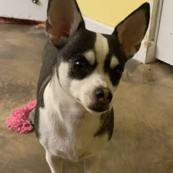 Rescue Chihuahua Dogs for Adoption in Las Vegas, Nevada - Jocelyn | PetCurious