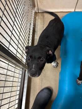 Mixed Breed Dogs Available for Adoption in Bossier City, Louisiana - Sinclair | PetCurious