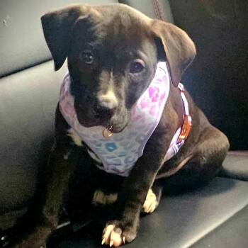 Labrador Retriever and Mixed Breed Dogs Available for Adoption in Enterprise, Alabama - Didi | PetCurious