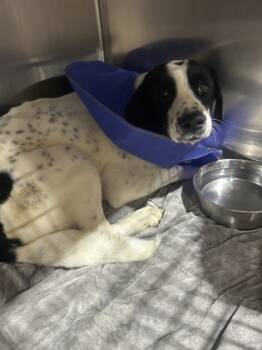 Rescue Mixed Breed Dogs for Adoption in Houston, Texas - DIPPIN DOTS | PetCurious