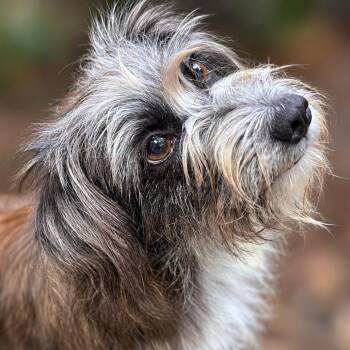 Betsy Lou -  Havanese and Wirehaired Terrier Dog for Adoption in Boerne, Texas - Betsy Lou | PetCurious