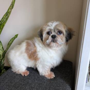 Shih Tzu Dogs Available for Adoption - Piper | PetCurious