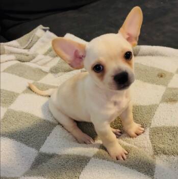 Sonny -  Terrier and French Bulldog Dog for Adoption in Pasadena, California - Sonny | PetCurious