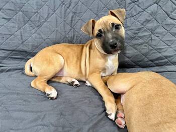 Mixed Breed Dogs Available for Adoption - Maple | PetCurious