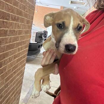 Eli -  Pit Bull Terrier Dog for Adoption in Birmingham, Alabama - Eli | PetCurious