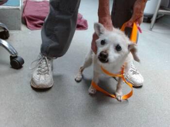 EDDY -  Norfolk Terrier and Mixed Breed Dog for Adoption in Albuquerque, New Mexico - EDDY | PetCurious