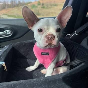 French Bulldog Dogs Available for Adoption in Wadsworth, Ohio - Frenchy | PetCurious
