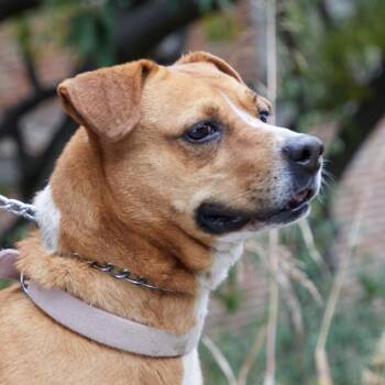 Summer -  Mixed Breed Dog for Adoption in Bend, Oregon - Summer | PetCurious