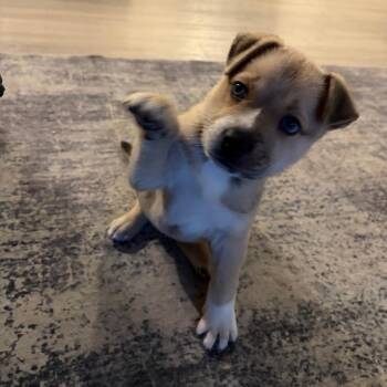 Asena -  Shepherd and Mixed Breed Dog for Adoption in San Antonio, Texas - Asena | PetCurious