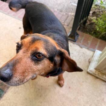 Beagle Dogs Available for Adoption in Tupelo, Mississippi - Bella | PetCurious